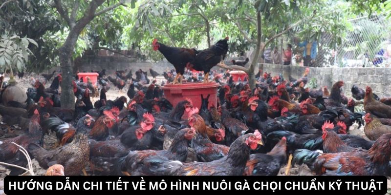 Những Lưu Ý Quan Trọng Khi Nuôi Gà Chọi