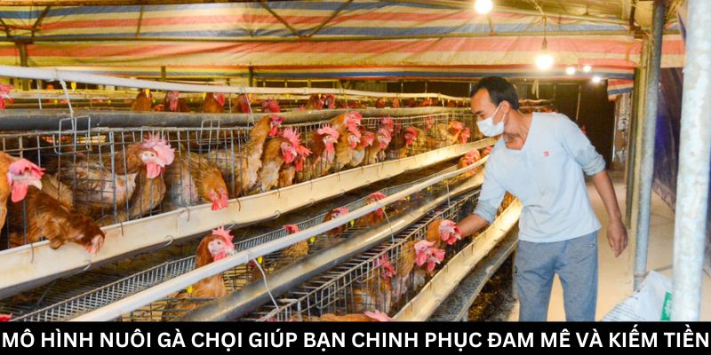 Kỹ Thuật Chăm Sóc Gà Chọi