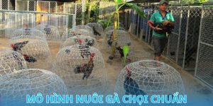 Mô Hình Nuôi Gà Chọi