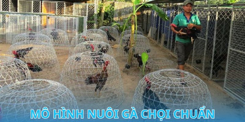 Tại Sao Nên Xây Dựng Mô Hình Nuôi Gà Chọi